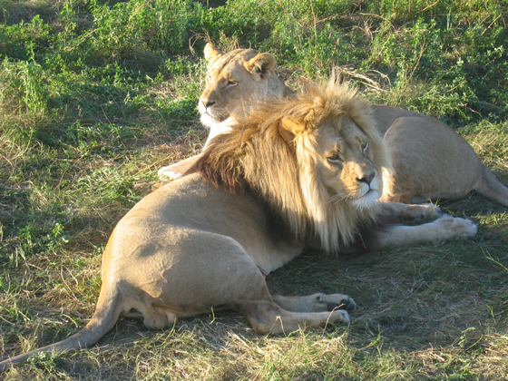 Relaxed Lions, Sabi Sand Game Reserve, ©Simon Fisher
